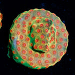 WWC Defcon Cyphastrea with encrusting growth in reef aquarium
