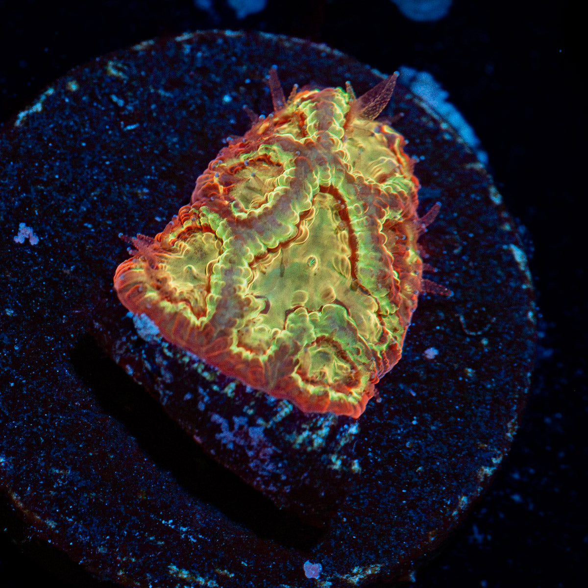 Scorpion King Favia with encrusting growth in reef aquarium