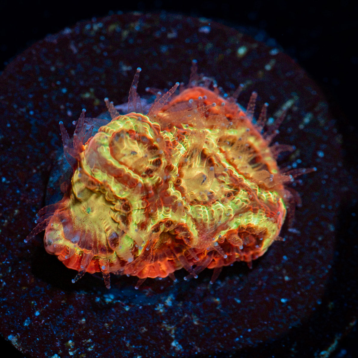 Scorpion King Favia with encrusting growth in reef aquarium