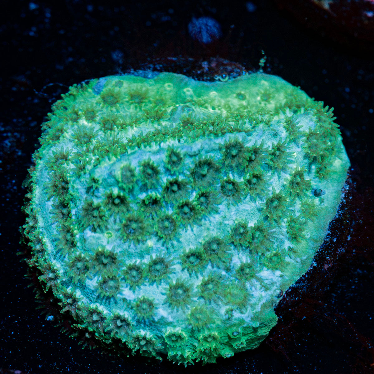 Seagrass Cypreastre coral with encrusting growth in reef aquarium