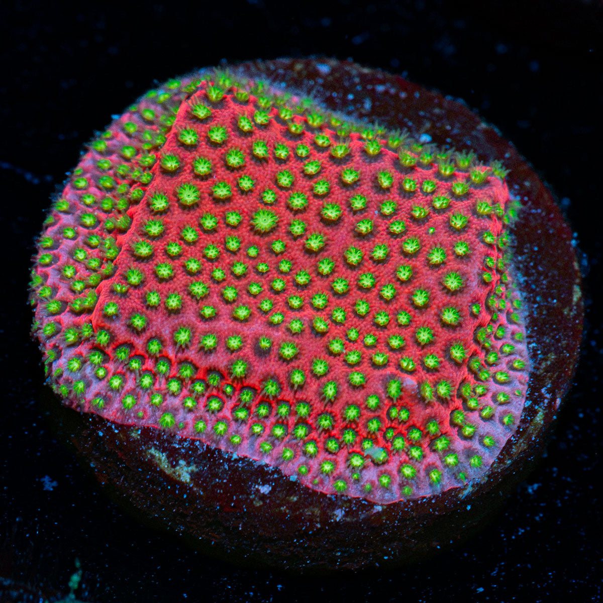 Electric Daisy Stylocoeniella coral with encrusting growth in reef aquarium
