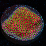 Electric Daisy Stylocoeniella with encrusting growth in reef aquarium