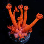 Red Bull Goniopora with flower-like polyps in reef aquarium