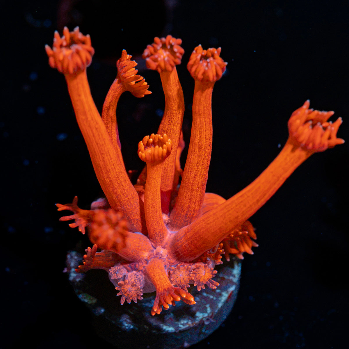 Red Bull Goniopora with flower-like polyps in reef aquarium