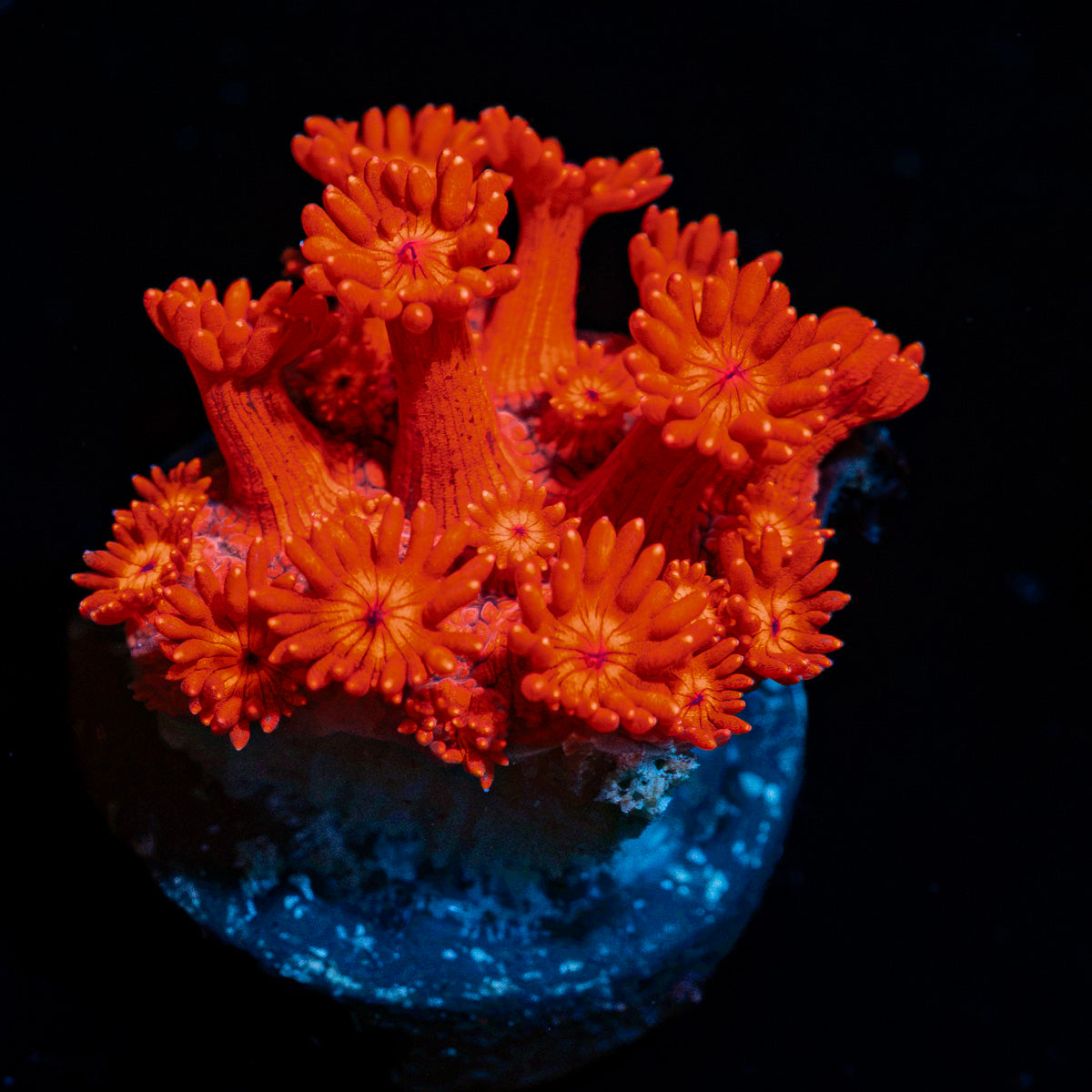 Red Bull Goniopora with flower-like polyps in reef aquarium