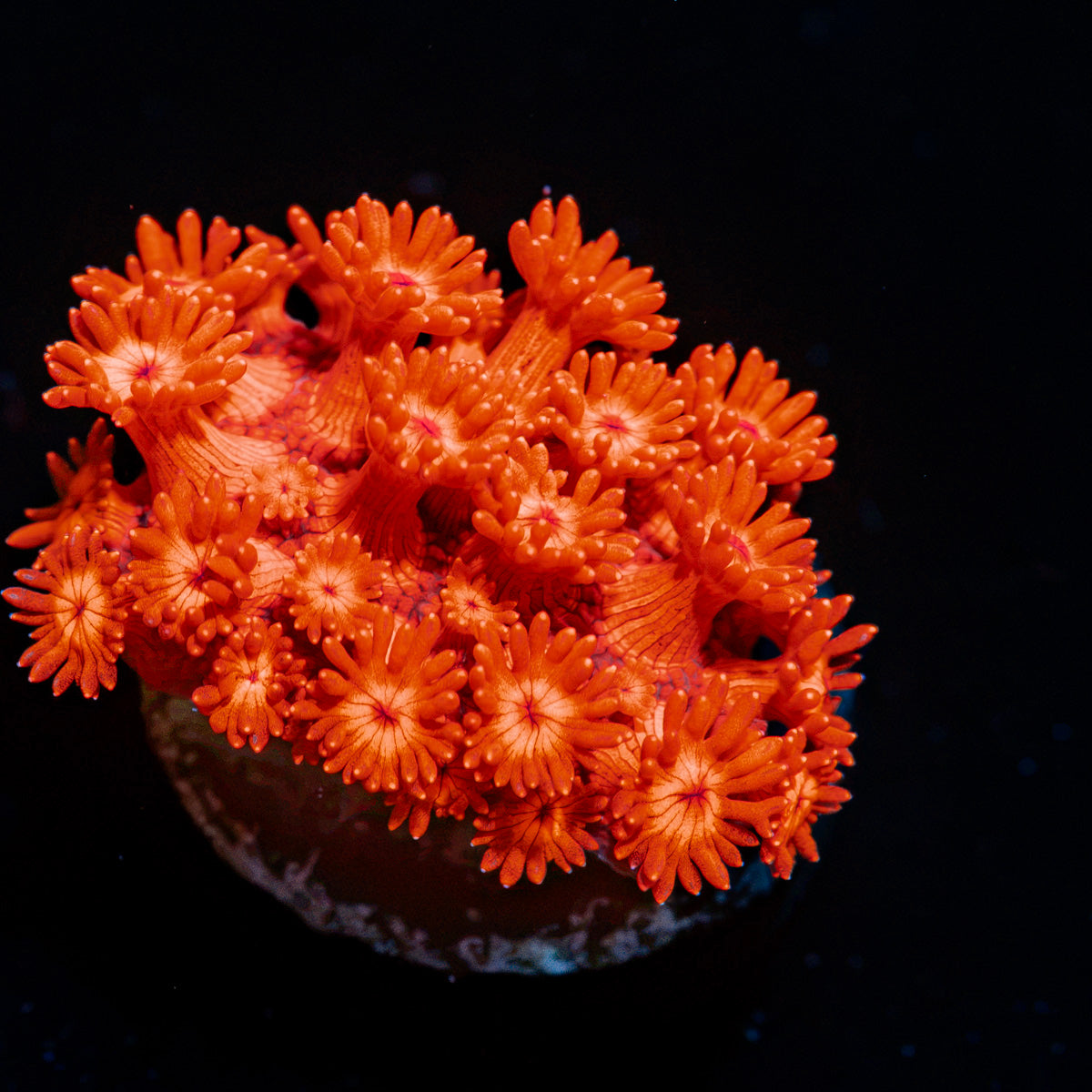 Red Bull Goniopora with flower-like polyps in reef aquarium