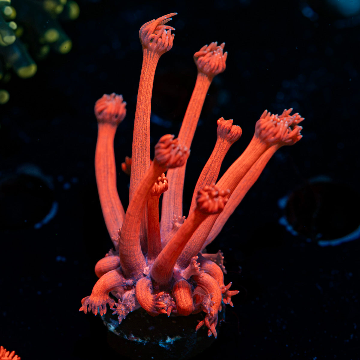 Sweet Tooth Goniopora with flower-like polyps in reef aquarium