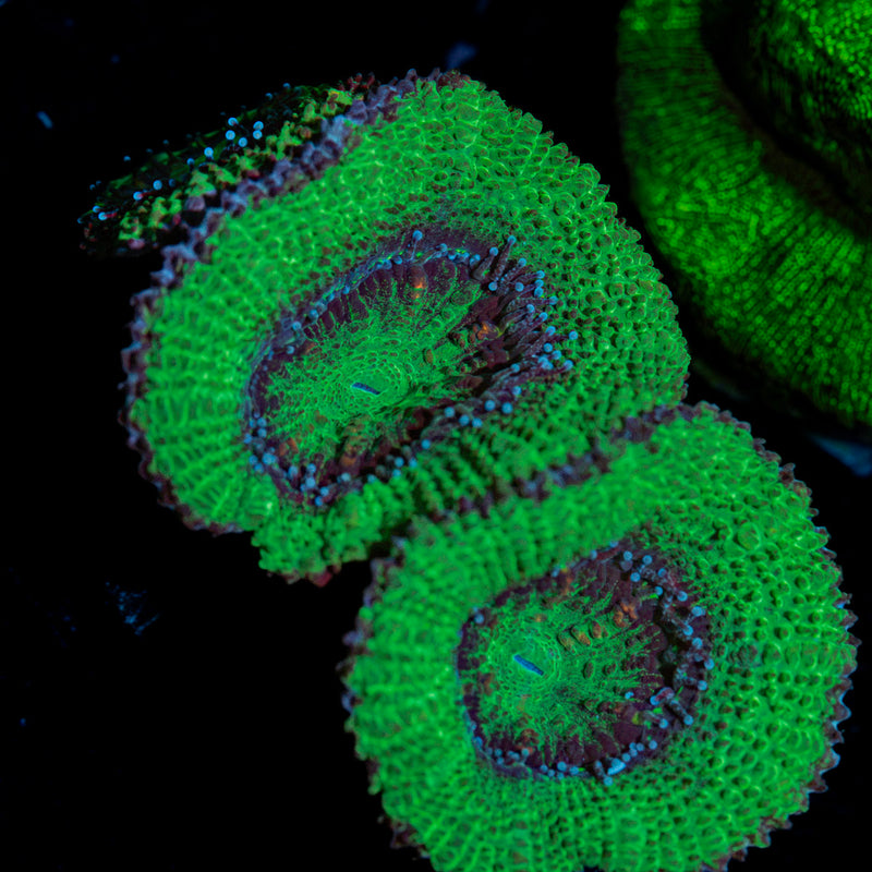 Acan Coral with fleshy polyps in reef aquarium