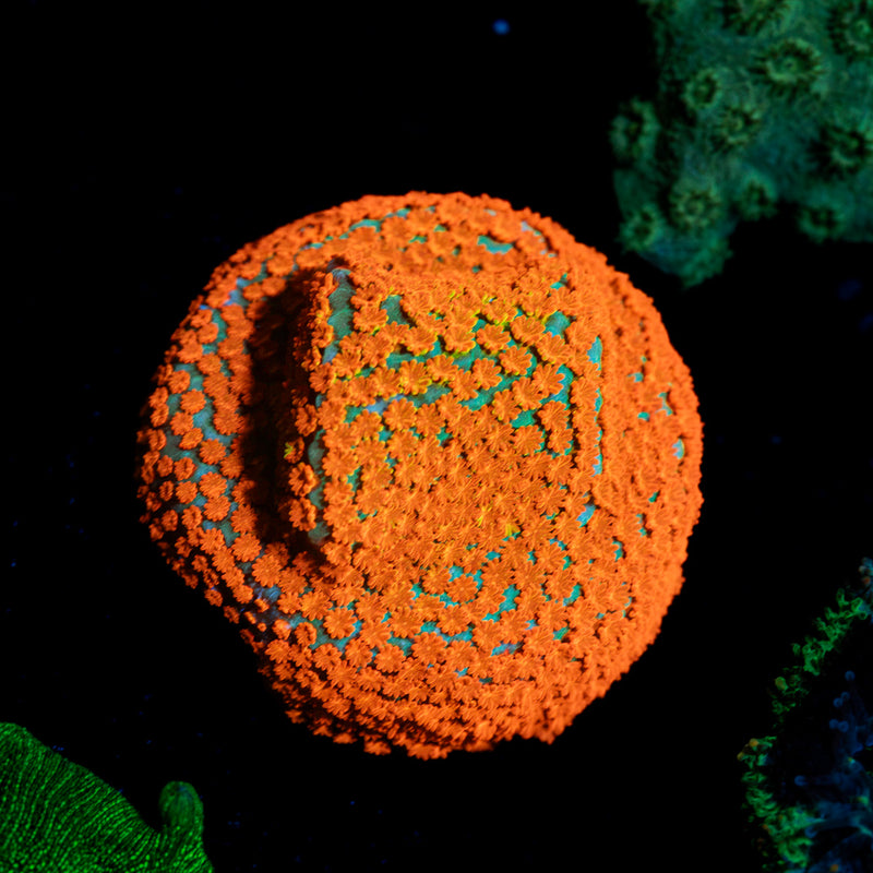 AquaMan Montipora Coral with branching growth in reef aquarium