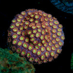 Bling Bling Cyphastrea Coral with encrusting growth in reef aquarium