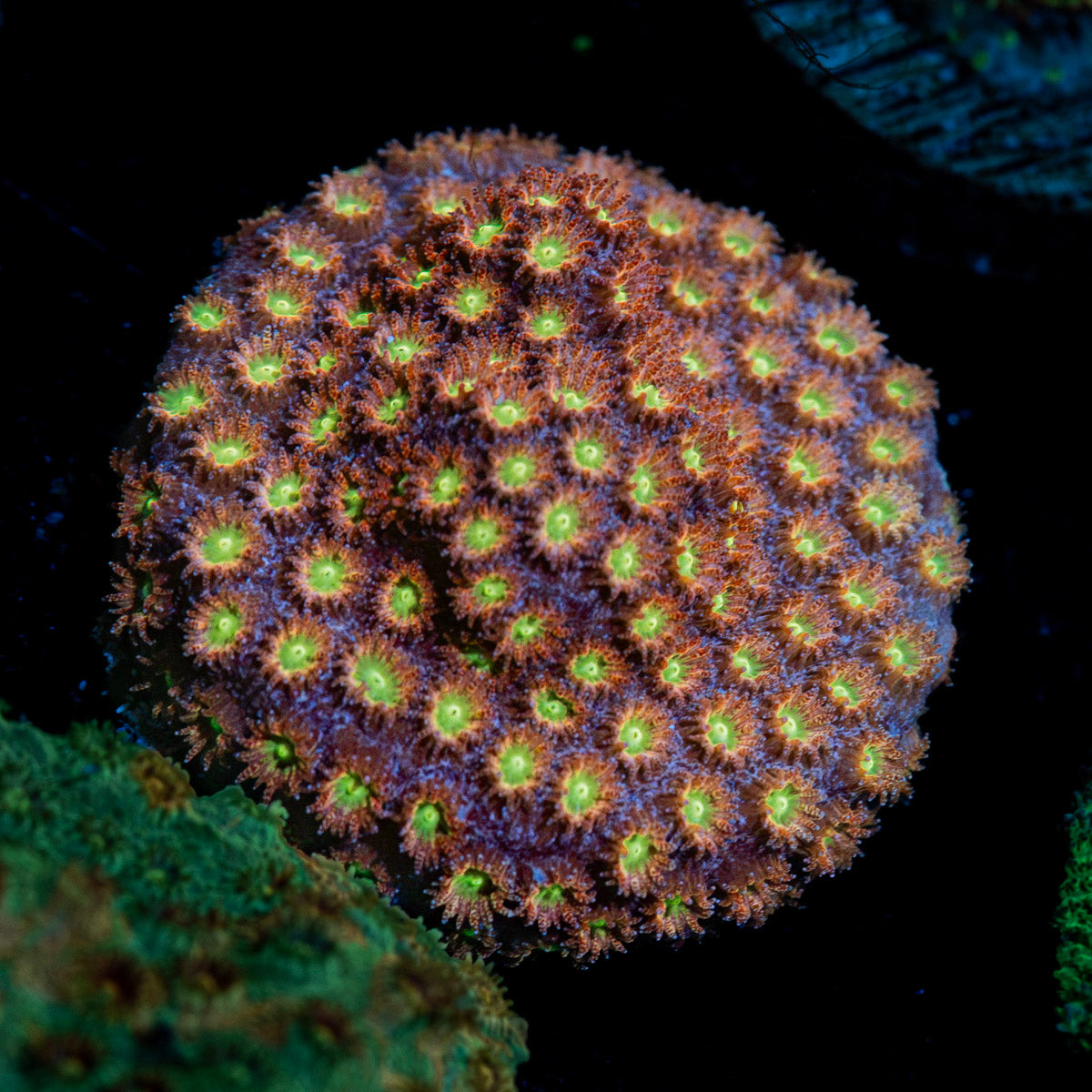 Bling Bling Cyphastrea Coral with encrusting growth in reef aquarium