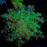 Splatter FrogSpawn Euphyllia with branching fleshy heads in reef aquarium