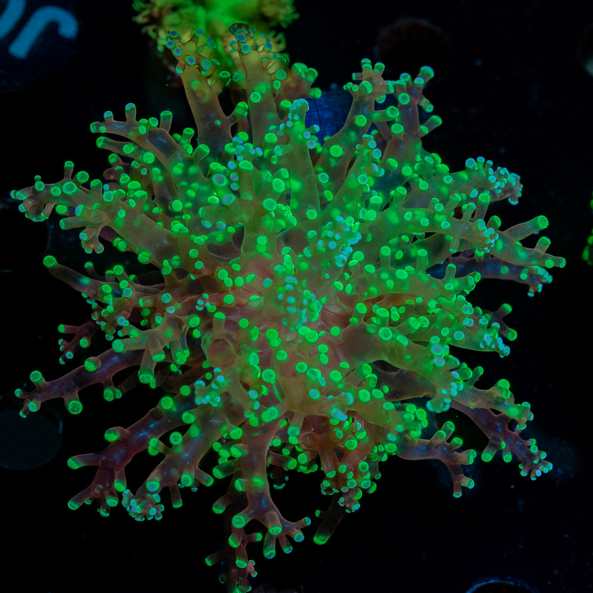 Splatter FrogSpawn Euphyllia with branching fleshy heads in reef aquarium