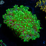 Peach Frogspawn Euphyllia with branching fleshy heads in reef aquarium