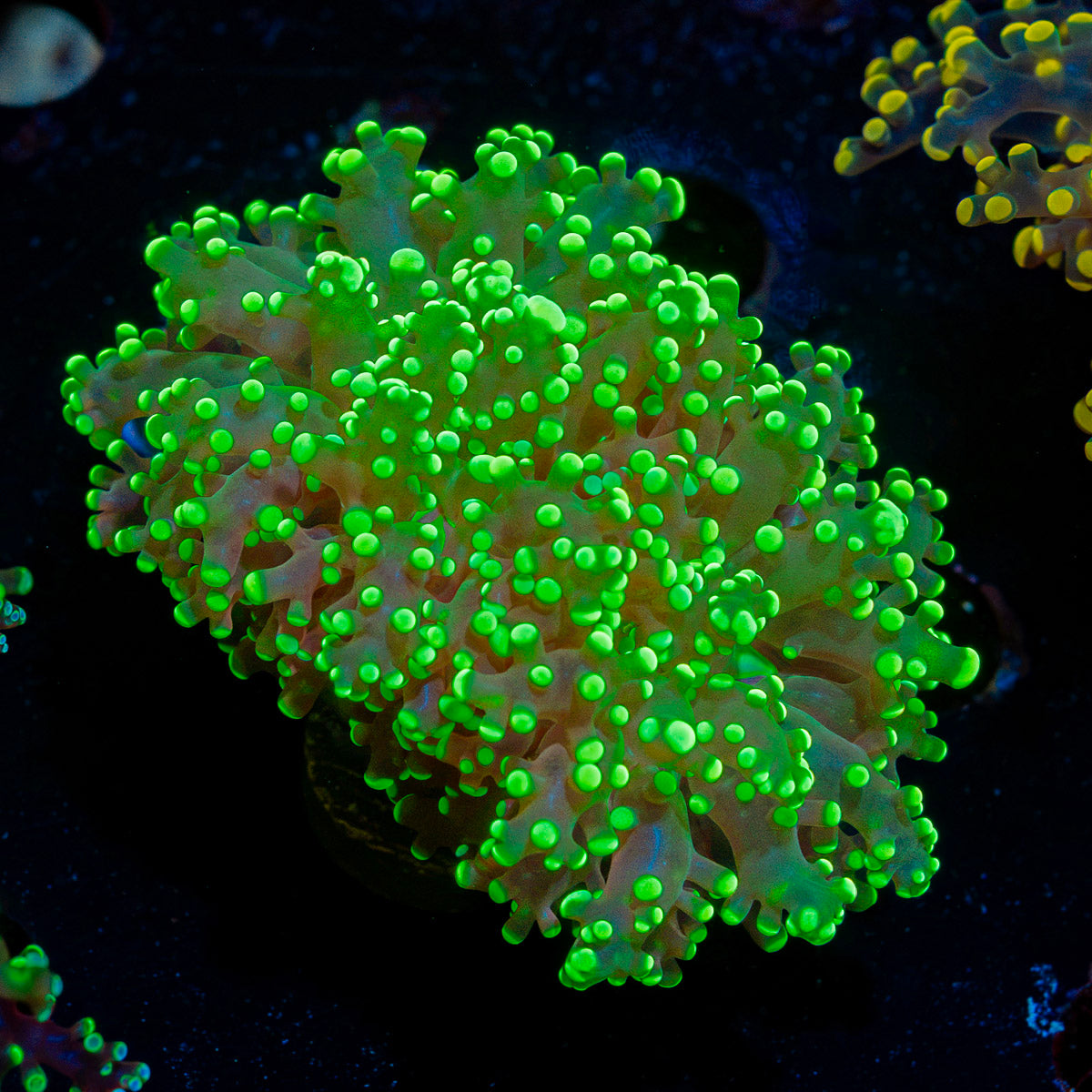Peach Frogspawn Euphyllia with branching fleshy heads in reef aquarium