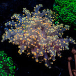 Peach Frogspawn Euphyllia with branching fleshy heads in reef aquarium