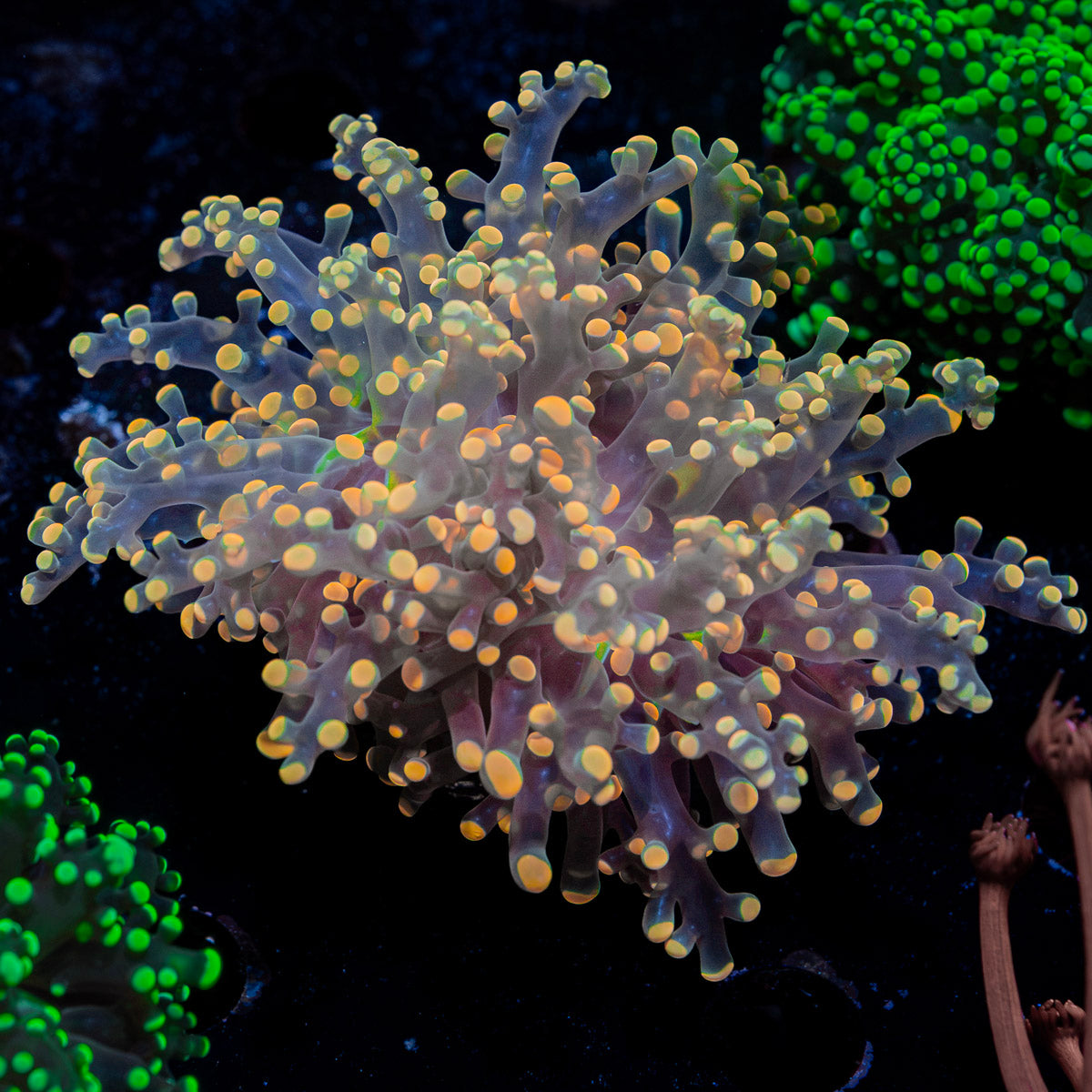 Peach Frogspawn Euphyllia with branching fleshy heads in reef aquarium