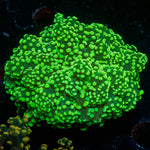 Toxic Green Octospawn Euphyllia with branching fleshy heads in reef aquarium