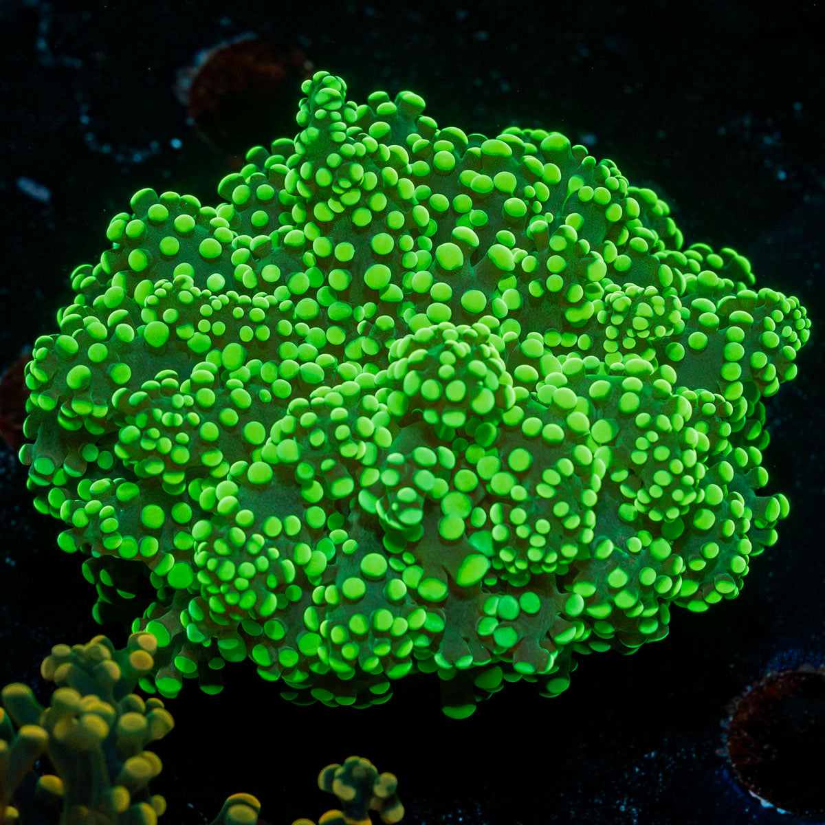 Toxic Green Octospawn Euphyllia with branching fleshy heads in reef aquarium