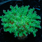 Classic FrogSpawn euphyllia with branching fleshy heads in reef aquarium