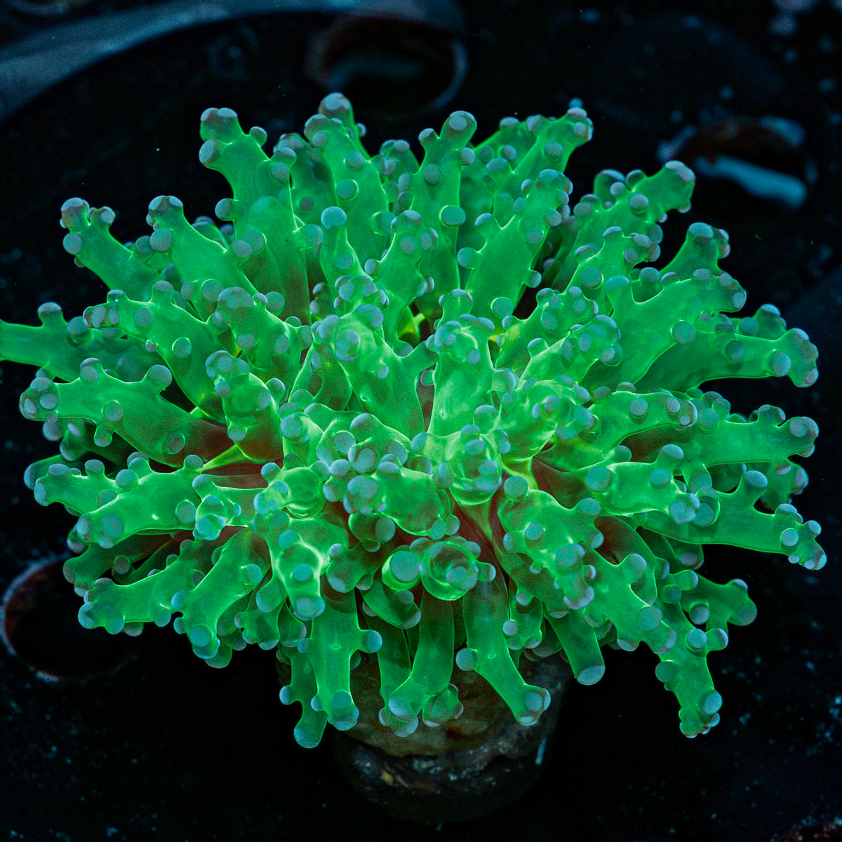 Classic FrogSpawn euphyllia with branching fleshy heads in reef aquarium