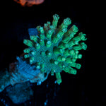 Green Toadstool Leather Coral with textured cap in reef aquarium