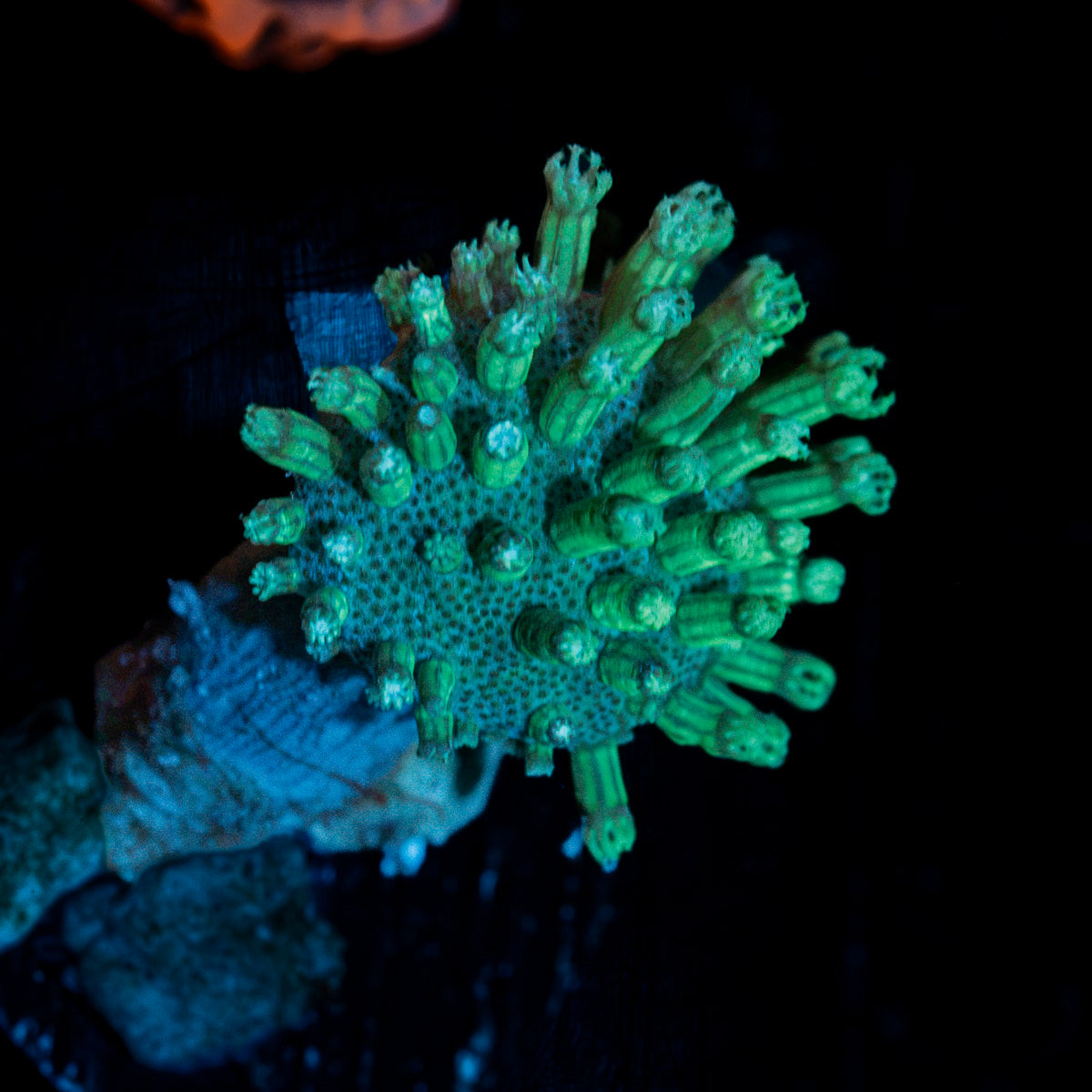 Green Toadstool Leather Coral with textured cap in reef aquarium