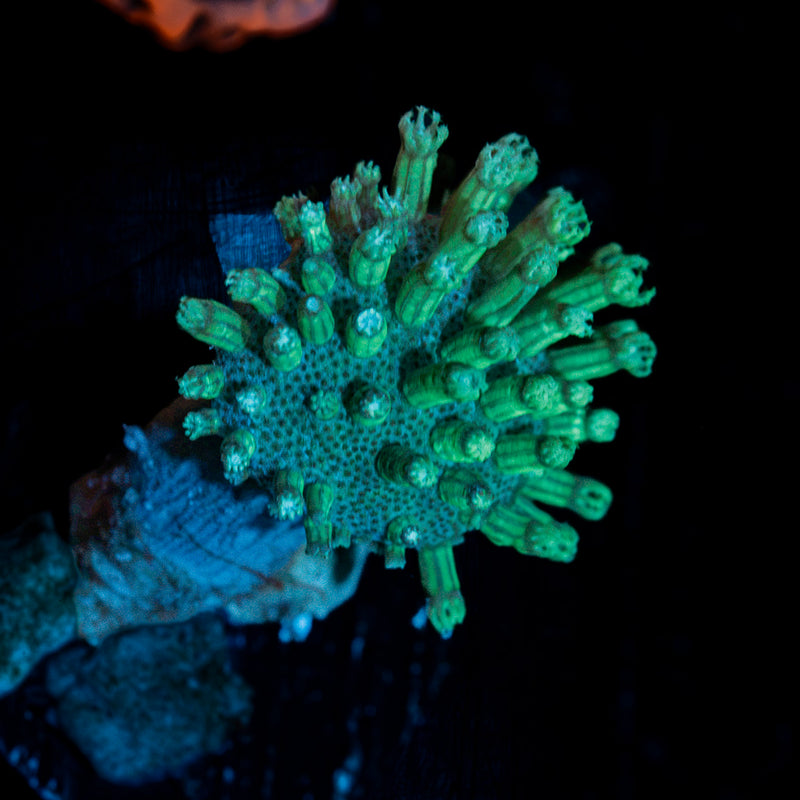 Green Toadstool Leather Coral with textured cap in reef aquarium