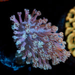 Classic Toadstool Leather Coral with smooth cap in reef aquarium