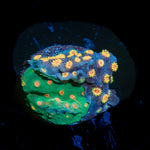 Cypreastrea Combo Coral with encrusting growth in reef aquarium