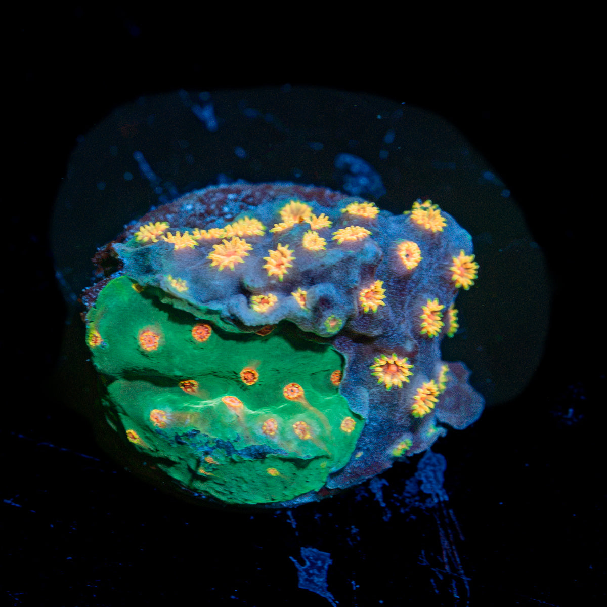 Cypreastrea Combo Coral with encrusting growth in reef aquarium