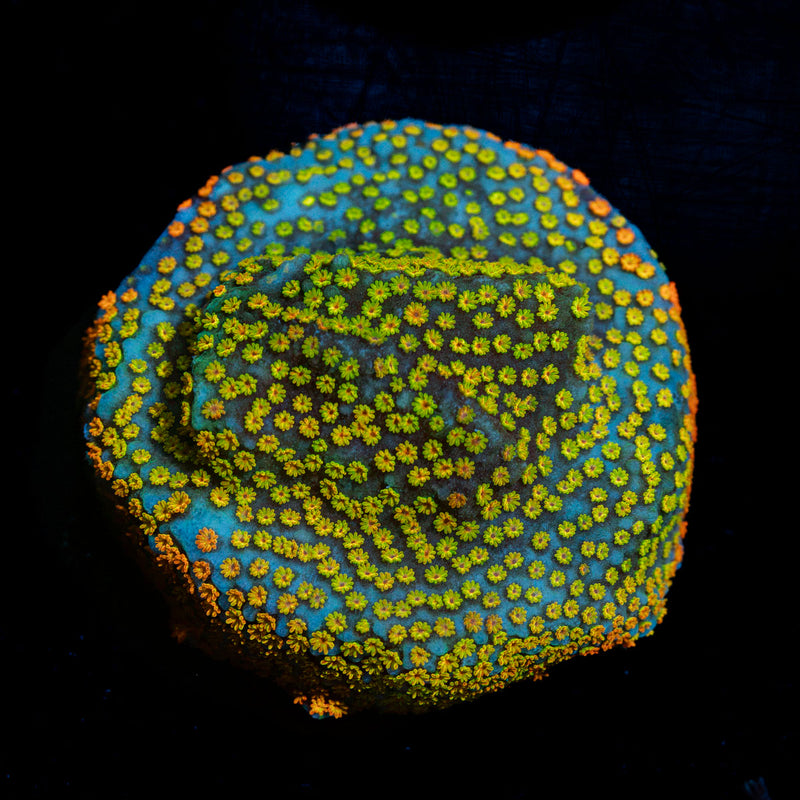 Rainbow Montipora Coral with branching growth in reef aquarium