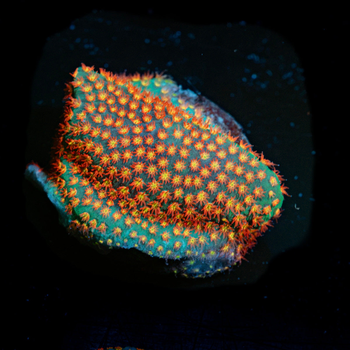Close Encounter Coral with fleshy polyps in reef aquarium