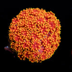 Rainbow Micro Goniopora Coral with flower-like polyps in reef aquarium
