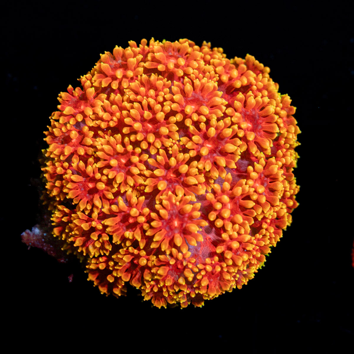 Rainbow Micro Goniopora Coral with flower-like polyps in reef aquarium