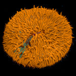 Stripe Fungia Plate Coral with distinctive mushroom disc in reef aquarium