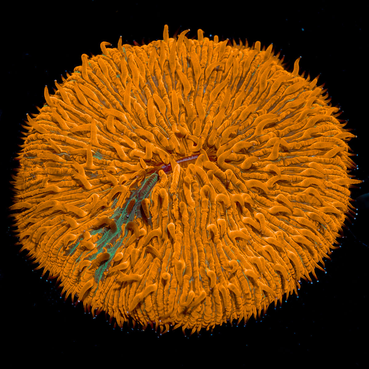 Stripe Fungia Plate Coral with distinctive mushroom disc in reef aquarium