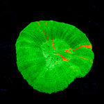 Bleeding Apple Scoly Coral with fleshy open polyp in reef aquarium