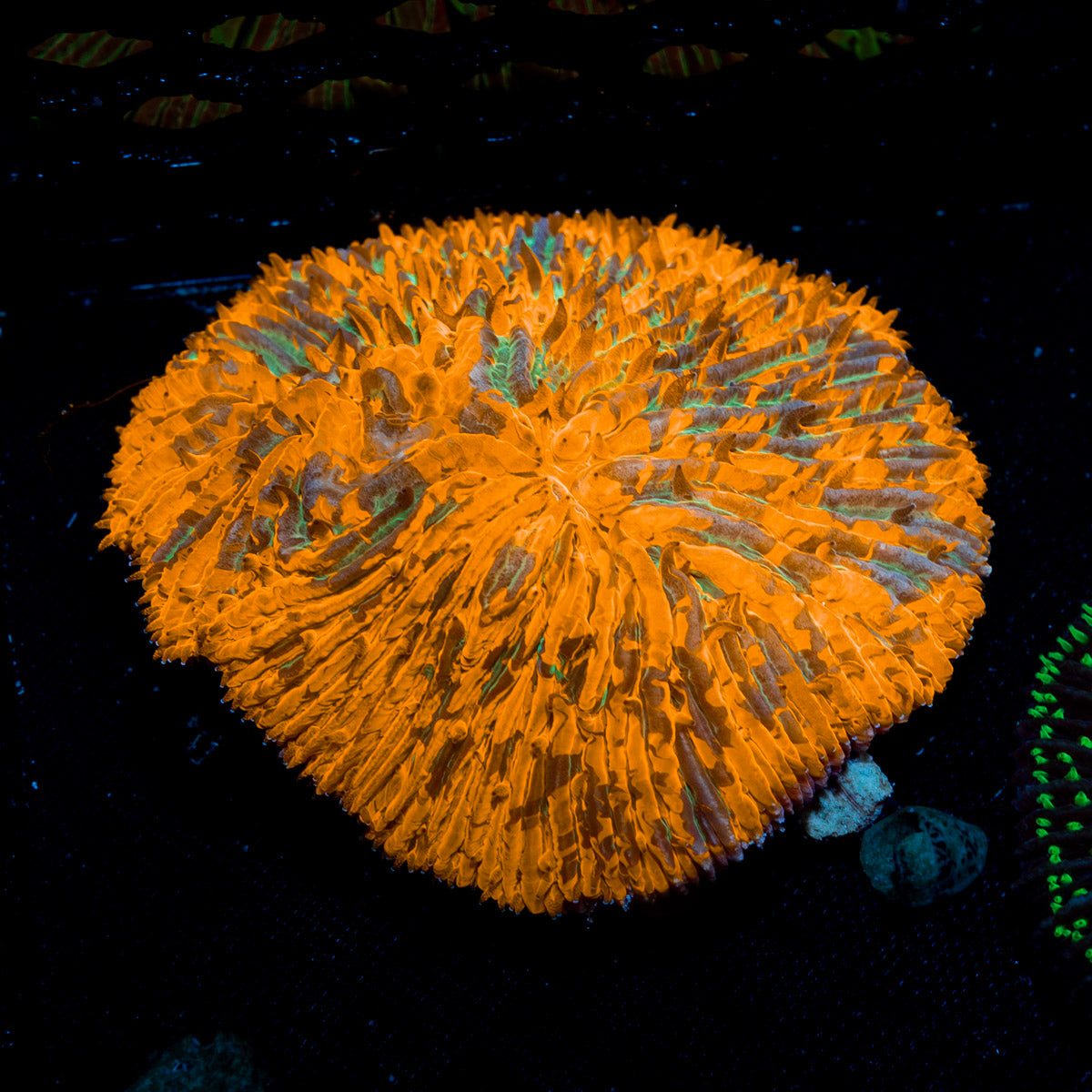 Splatter Fungia Plate Coral with colorful oral disc in reef aquarium