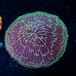 Purple Fungia Plate Coral with fleshy open polyp in reef aquarium