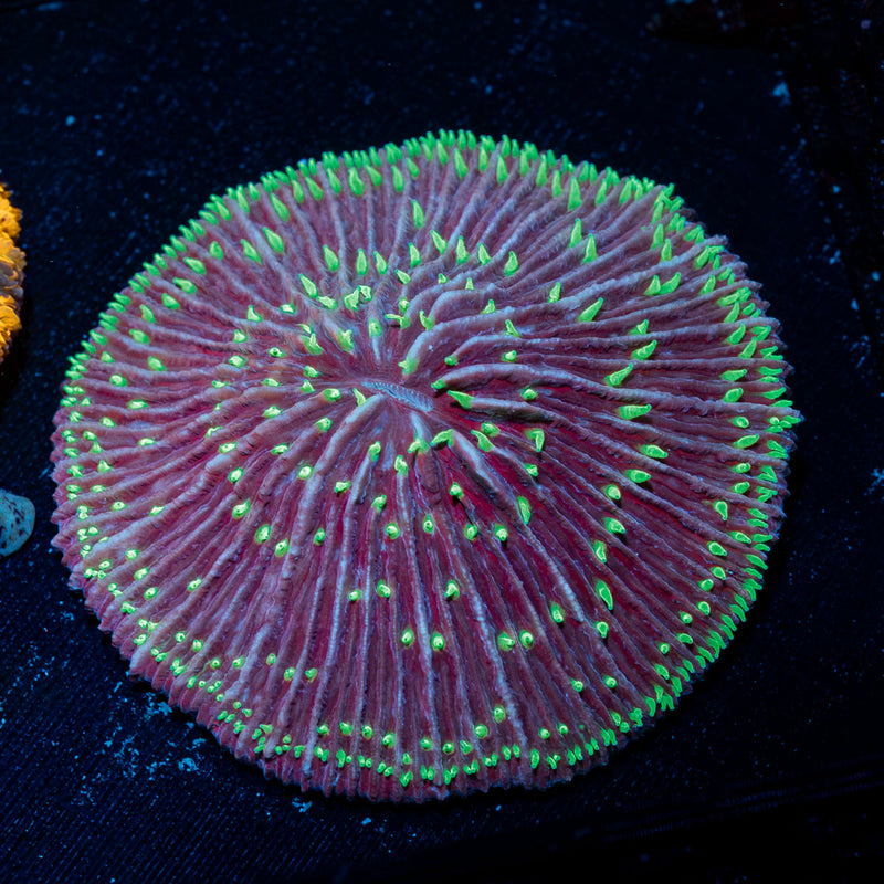 Purple Fungia Plate Coral with fleshy open polyp in reef aquarium