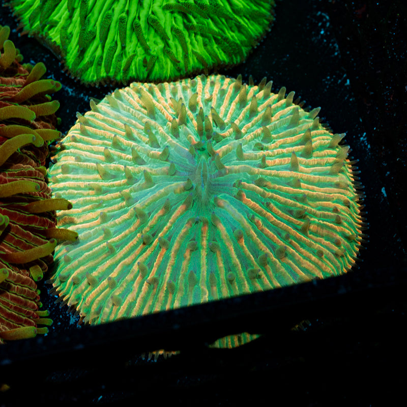 Sunset Plate Coral with fleshy open polyp in reef aquarium