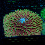 Plate Coral with fleshy open polyp in reef aquarium