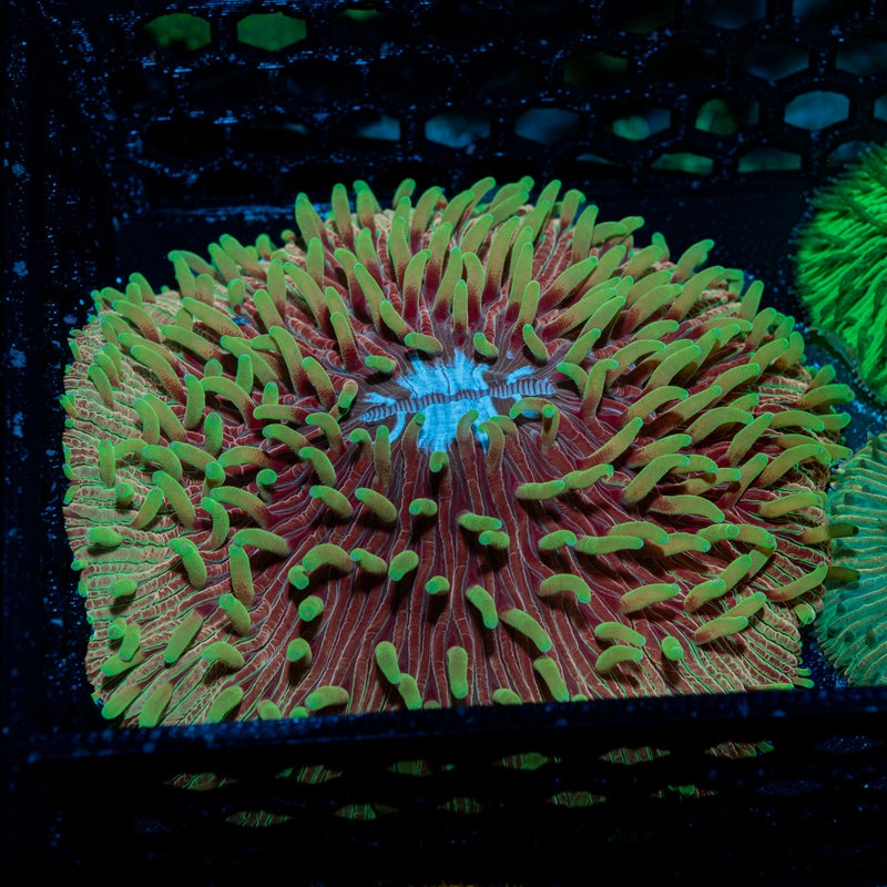 Plate Coral with fleshy open polyp in reef aquarium