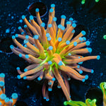 Mardi Gras Torch Euphyllia Coral with flowing tentacles in reef aquarium