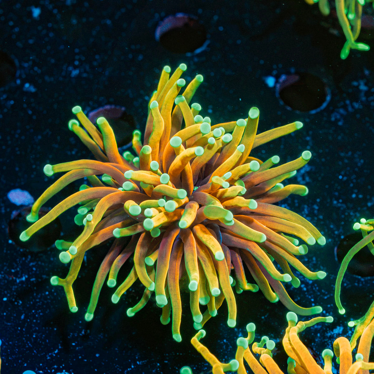 Hellfire Torch Euphyllia Coral with flowing tentacles in reef aquarium