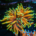 Hellfire Torch Euphyllia Coral with flowing tentacles in reef aquarium