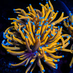 24K Torch Euphyllia with flowing tentacles in reef aquarium