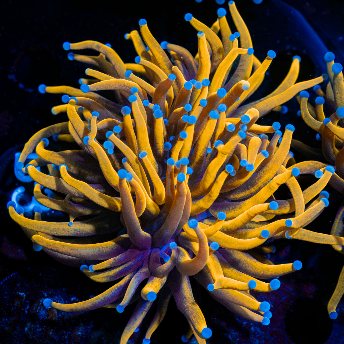24K Torch Euphyllia with flowing tentacles in reef aquarium