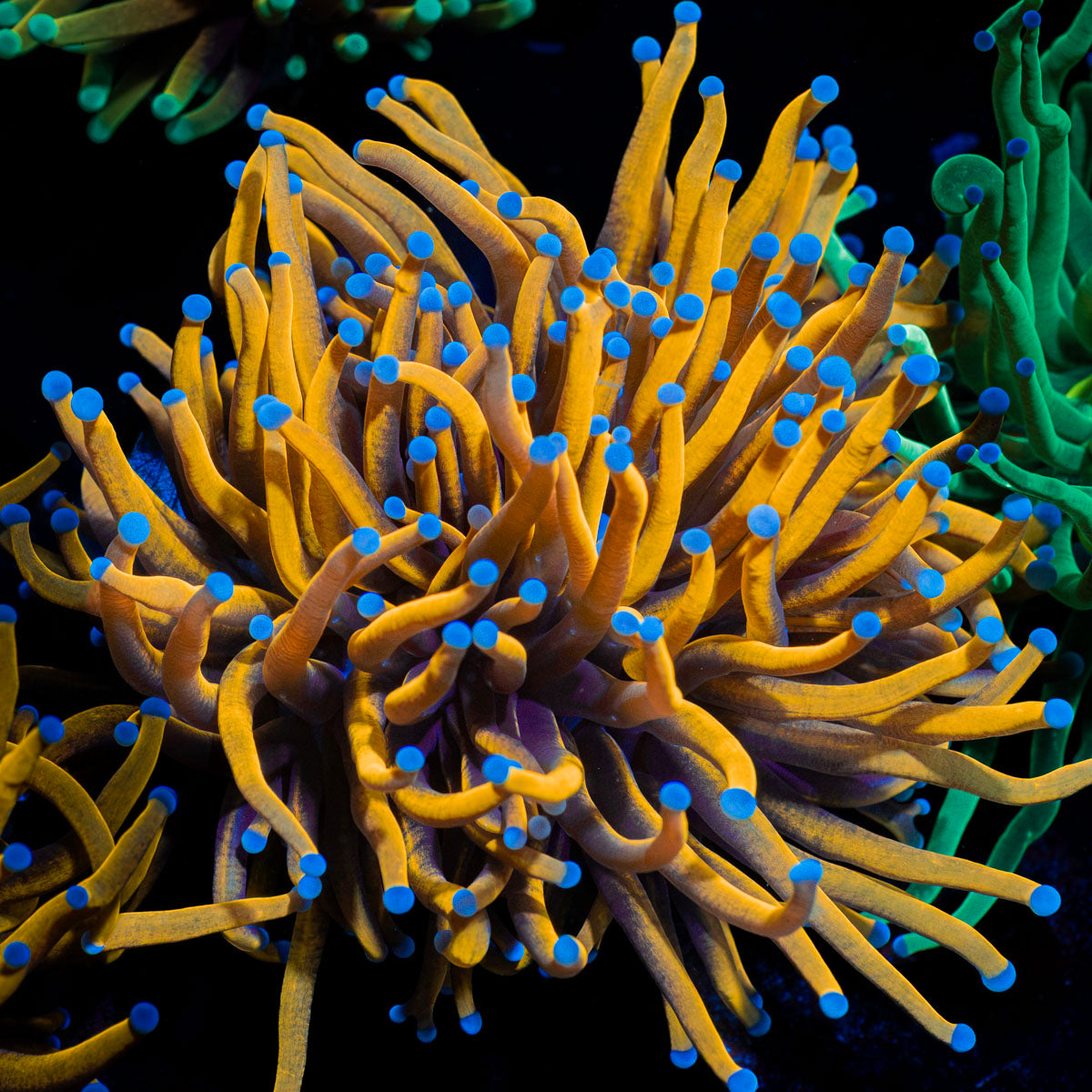 24K Torch Euphyllia with flowing tentacles in reef aquarium
